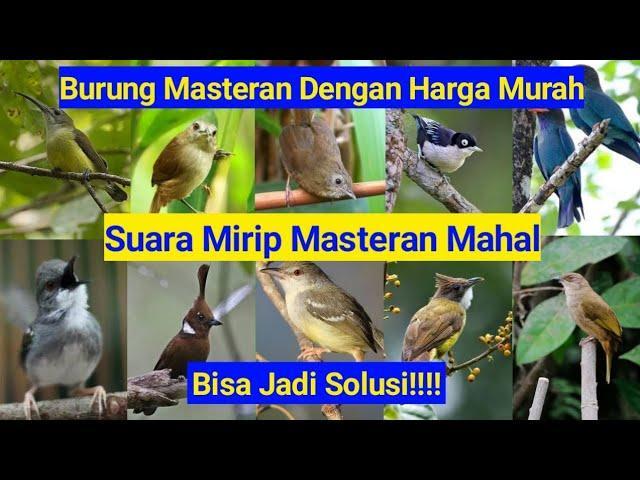 Daftar Gacor Alternatif Terbaik - Solusi Suara Burung Menjadi Masteran